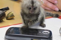 Klein? Riesiges Handy!