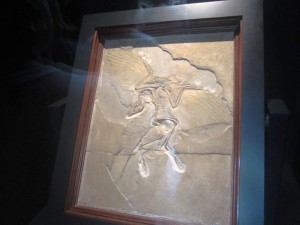 Darf nicht fehlen: der Archeopterix