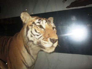 gefährdete Art: der Tiger