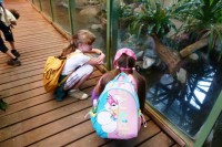 Nicht Raptilien, sondern Reptilien