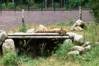 Tiger müsste man sein