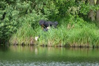pssst - verdeckte Ermittlerin