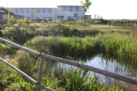 Blick auf den Teich - noch ohne große Weide